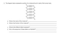 2. The diagram below represents a portion of a molecule found in cells of the human body.
a. What is the name of this molecule?
b. What is the function of this molecule?
c. What do the different letters represent?
d. Why is the sequence of these letters so important?
