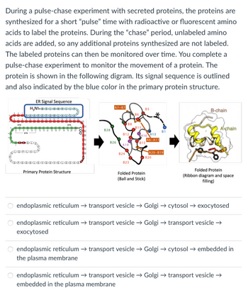 During a pulse-chase experiment with secreted proteins, the proteins are
synthesized for a short “pulse” time with radioactive or fluorescent amino
acids to label the proteins. During the “chase" period, unlabeled amino
acids are added, so any additional proteins synthesized are not labeled.
The labeled proteins can then be monitored over time. You complete a
pulse-chase experiment to monitor the movement of a protein. The
protein is shown in the following digram. Its signal sequence is outlined
and also indicated by the blue color in the primary protein structure.
ER Signal Sequence
H₂NDM
U
O
VOGVEXDXDXE
Primary Protein Structure
B28
A7-87
B26
B8
B12
A19
B24
B23
B11
B5
A16 A13
A6-A11
B15
B20
Folded Protein
(Ball and Stick)
B1
A20-B19
B-chain
A chain
Folded Protein
(Ribbon diagram and space
filling)
endoplasmic reticulum → transport vesicle → Golgi → cytosol → exocytosed
endoplasmic reticulum → transport vesicle → Golgi → transport vesicle →
exocytosed
endoplasmic reticulum → transport vesicle → Golgi → cytosol → embedded in
the plasma membrane
endoplasmic reticulum → transport vesicle → Golgi → transport vesicle →
embedded in the plasma membrane