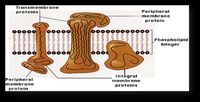 Transmembrane
proteins
Peripheral
membrane
protein
Phospholipid
bilayer
00000
Intėgral
Peripheral
membrane
protein
membrane
proteins
