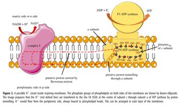 matrix side or n side
NADH + H+ NAD+
complex I
ADP + P;
1
a subunit
booooood
putative proton current by
Brownian motion
INS
sepéééééé
F1 ATP synthase
ОН ОН ОН ОН
Ó <d
d
OH
OH
HOFO ATP synthase
HO
OH OH OH OH OH
putative proton tunnelling
through a subunit
ATP
glutamic 58
of c subunit
periplsmatic side or p side
Figure 3. A possible H+ circuit inside respiring membrane. The phosphate groups of phospholipids on both sides of the membrane are shown by brown ellipsoids.
The image proposes that the H+ (red dotted line) are transferred to the Glu 58 (E58) at the centre of subunit c through subunit a of ATP synthase by proton
tunnelling. H+ would flow from the periplasmic side, always bound to phospholipid heads. This can be arranged in each layer of the membrane.