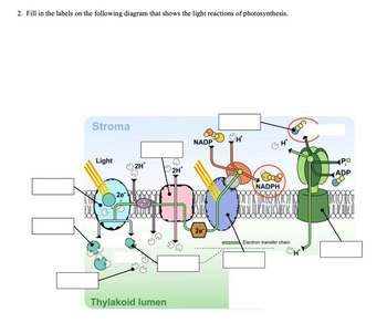 2. Fill in the labels on the following diagram that shows the light reactions of photosynthesis.
Stroma
Light
2H
2e
(OFF
20000
Thylakoid lumen
2H*
NADP
NADPH
H*
A
concis
Electron transfer chain
PO
ADP
MORE
• Tr