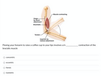 Muscle contracting
Origin
by direct
attachment
Brachialis
Tendon-
Insertion by
indirect attachment
Flexing your forearm to raise a coffee cup to your lips involves a/n
contraction of the
bracialis muscle
concentric
eccentric
O heroic
isometric
