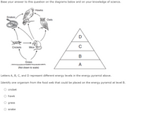 Answered: Hawks Snakes Owls D Crickets Mice Grass… | bartleby