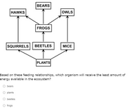 **Food Web Diagram Explanation**

The diagram illustrates a food web, showing the feeding relationships between different organisms within an ecosystem. These relationships are depicted with arrows pointing from food sources to consumers.

- **Flow of Energy:**
  - **Plants** are at the base and are consumed by **beetles**, **squirrels**, and **mice**.
  - **Beetles** are eaten by **frogs**.
  - **Frogs** are consumed by **bears**.
  - **Squirrels** are preyed upon by **hawks**.
  - **Mice** are hunted by both **owls** and **hawks**.

**Question:**
Based on these feeding relationships, which organism will receive the least amount of energy available in the ecosystem?

- bears
- plants
- beetles
- frogs

**Note:** In a food web, the highest trophic level typically receives the least energy due to energy loss at each transfer step.