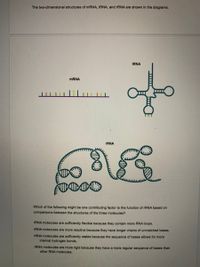 The two-dimensional structures of mRNA, tRNA, and rRNA are shown in the diagrams.
TRNA
MRNA
FRNA
Which of the following might be one contributing factor to the function of rRNA based on
comparisons between the structures of the three molecules?
rRNA molecules are sufficiently flexible because they contain more RNA loops.
rRNA molecules are more reactive because they have longer chains of unmatched bases.
rRNA molecules are sufficiently stable because the sequence of bases allows for more
internal hydrogen bonds.
FRNA molecules are more rigid because they have a more regular sequence of bases than
other RNA molecules.
