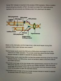 Human Fbh1 helicase is important in the process of DNA replication. When a mutation
occurs during the production of Fbh1, the result is a mutant Fbh1 that binds at the
replication fork and prevents any helicase protein from attaching to the strand.
DNA-polymerase
RNA primer
DNA-ligase
DNA primase
Lagging
3' strand
3'
5
5'
5'
3'
Leading strand
Helicase
DNA-polymerase
Topoisomerase
Single-strand
binding proteins
Based on this information and the image shown, what would happen during DNA
replication if this mutant helicase were present?
Topoisomerase would unwind the DNA and an RNA primer would attach to the DNA
molecule and initiate replication. The process would then stop at the blue triangle
because helicase is needed to separate the strands of DNA.
Topoisomerase would unwind the DNA, but then the process would stop at the blue triangle
because helicase, the RNA primer, would not be able to attach to the DNA molecule
and initiate replication.
The process would begin at the blue triangle when topoisomerase unwinds the DNA and an
RNA primer attaches to the DNA molecule and initiates replication. DNA polymerase
would begin the synthesis of each side, but the process would stop because helicase
would not be present to rejoin the replicated strands.
The process could not begin at the blue triangle because helicase is needed to separate
the strands of DNA and initiate the process.
