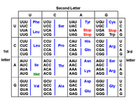 Second Letter
A
G
|
UGU Cys U
Phe UCU
UUU
U UUC
UUA
UUG
UAU
Ser UAC
UAA
UAG
Tyr
UGC
Stop UGA Stop A
Stop UGG Trp G
UCA
Leu
UCG
CUU
c Cuc | Leu |cc
CUA
CCU
CAU
САС
САА
His
CGU
CGC Arg
CGA
CG
U
Pro
CCA
Gin
A
3rd
G
1st
CUG
CCG
CAG
letter
ACU
lle ACC
ACA
Met ACG
Asn AGU
AGC
Ser u letter
AUU
AAU
Thr AAC
AAA
AAG
A AUC
AGA
AGG
AUA
| Lys
A
Arg
G
AUG
GCU
GAU
Asp
GGU
GUU
G GUC
GUA
GUG
Val GCC
GCA
Ala GAC
GAA
GGC Gly C
GGA
A
| Glu
GCG
GAG
GGG
G
