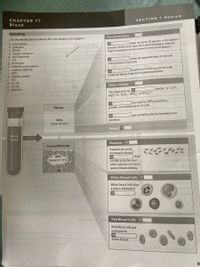 CHAPTER 17
Blood
SECTION 1 Review
Matching
Plasma Proteins 1
Use the lettered terms below to fill in the blanks in the diagram.
a. electrolytes
b. globulins
C. 99.9%
d. oxygen transport
e. cell fragments
f. 7%
g. fibrinogen
h. defense mechanisms
i. organic nutrients
i. 92%
k. organic wastes
I. 1%
m. <0.1%
2
Imake up about 60 percent of the plasma
proteins. As the most abundant plasma proteins, they are
major contributors to the osmotic pressure of plasma.
3
of the proteins in plasma.
Imake up approximately 35 percent
functions in clotting and normally
4|
makes up about 4 percent of plasma proteins.
n. <0.1%
o. albumins
5.
Other Solutes
are Nat, K*, Ca2+,
The major plasma 6
Mg2+, Cl-, HCO,", HPO,", and SO,2.
are used for ATP production,
Plasma
growth, and maintenance of cells.
CH lamionds
8
are carried to sites for breakdown or
55%
excretion.
(Range 46-63%)
Water 9
Whole
consists of
blood
Platelets 1o
Formed Elements
Platelets are small,
membrane-bound
45%
that
11
contain enzymes and
other substances impor-
tant to blood clotting.
(Range 37-54%6)
White Blood Cells 12
White blood cells play
a role in the body's
13
Red Blood Cells 14
Red blood cells are
essential for
15
in the blood,
89
