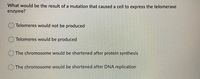 What would be the result of a mutation that caused a cell to express the telomerase
enzyme?
Telomeres would not be produced
Telomeres would be produced
The chromosome would be shortened after protein synthesis
O The chromosome would be shortened after DNA replication
