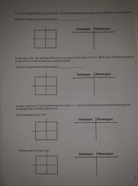 Two heterozygous black pigs are mated. Show the genotypes, phenotypes, and probabilities of the offspring.
What are the genotypes of the parents?
Genotypes
Phenotypes
In Holstein cattle, the spotting of the coat is recessive to the solid coat color. What types of offspring might be
produced by a cross between two spotted animals?
What are the genotypes of the parents?.
Genotypes
Phenotypes
In peas, long stem "A" is dominant over short stem, "a". Give the expected genotypes, phenotypes and the
probabilities for the following crosses:
a) homozygous long x short
Genotypes
Phenotypes
b) heterozygous long x short
Genotypes
Phenotypes
