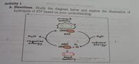 Activity 1
A. Directions. Study the diagram below and explain the illustration of
hydrolysis of ATP based on your understanding.
sharged
bettery
ATP
H20
reguires
eiergy
rekases.
energy
ADP
dead
apmasen org
CTOrbatery
