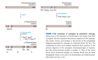 **Figure 6-33: Activation of Zymogens by Proteolytic Cleavage**

This diagram illustrates the activation process of chymotrypsin and trypsin from their zymogen forms.

1. **Chymotrypsinogen (inactive)**: 
   - It spans residues 1 to 245.
   - It is activated by the enzyme trypsin, which cleaves it at position 15.

2. **π-Chymotrypsin (active)**: 
   - Formed from chymotrypsinogen; active form spans residues 1, 15, 16 to 245.
   - Trypsin cleavage results in fragments connected by disulfide bonds.
   - Further undergoes autolysis by π-chymotrypsin itself to remove:
     - Ser14–Arg15 
     - Thr147–Asn148

3. **α-Chymotrypsin (active)**:
   - Final active form with segments:
     - A: residues 1 to 13 (Leu to Ile)
     - B: residues 16 to 146 (Ile to Tyr)
     - C: residues 149 to 245 (Ala onward)

4. **Trypsinogen (inactive)**:
   - Spans residues 1 to 245.
   - Initial segment: Val-(Asp)4–Lys–Ile between positions 1 to 7.

5. **Activation to Trypsin (active)**:
   - Achieved via enterokinase, which removes the segment Val-(Asp)4–Lys.
   - Results in an active peptide spanning residues 7 to 245 (starting with Ile).

**Explanation**: The bars represent the primary sequences of the polypeptide chains. Cleavage points and resulting molecule structures show the transition from inactive zymogens (chymotrypsinogen and trypsinogen) to their active enzymatic forms (π-chymotrypsin, α-chymotrypsin, and trypsin), with specific amino acids at cleavage points noted. The active α-chymotrypsin form comprises three segments (A, B, C) linked by disulfide bonds.