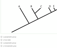 Answered: following cladogram species A, B, C,… | bartleby