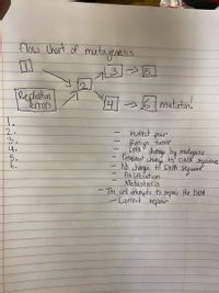 flow Chart of mutagenesis.
325
Repliaton
erors
mutatin.
2.
3.
4.
5.
6.
incorect
pair
Benign tumer
DNA damy by mutagans
Perminent chann to'NR sequence
No change to DNA seqund
- Proliferation
Metastasis
-The cell atempts to repair the DNA
-Correct' repair
