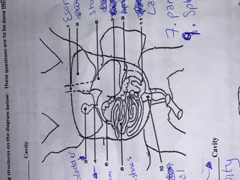 g structures on the diagram below: These questions are to be done IND
Cavity
bladder
stines
boom
21
rty
Cavity
clos
#
Esorp
dva
-2 №
sto
tha
Ap
ca
7. par
9. Spl