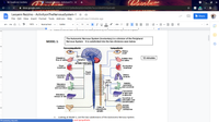 Lexyann ezzino - Activityon The x
the
Pairlane
My Questions | bartleby
+
A docs.google.com/document/d/1U2SxtH91tCD7p9koBxlyQGvVsi2Wo7wJz-GONPOVXY4/edit
ВETA
Lexyann Rezzino - ActivityonTheNervousSystem-1 *
File Edit View Insert Format Tools Add-ons Help Last edit was 5 minutes ago
I Share
Normal text
Calibri
+ B I U A
E = = = 1E
E - E E
100%
11
31
I 1 2 |
3
4 | 5 6
3.
The Autonomic Nervous System (involuntary) is a division of the Peripheral
Nervous System. It is subdivided into the two divisions seen below.
MODEL 1:
Parasympathetic
Sympathetic
Dilates
pupil
12 minutes
Stimulates
flov of saliva
Inhibits flov
of saliva
Ganglion
Medulla oblongata
Slovs
heartbeat
Accelerates
heartbeat
Yagus
nerve
Dilates
Constricts
bronchi
bronchi
Solar
plexus
Stimulat es
peristalsis
and secretion
Inhibits
peristalsis
and secretion
Conversion
of glycogen
to glucose
Stimulates
release of bile
Secretion of
adrenaline and
noradrenaline
Contracts
bladder
Chain of
sympathetic
ganglia
Inhibits
bladder
contraction
1.
Looking at Model 1, List the two subdivisions of the Autonomic Nervous System.
Processing request.
c and Sympathetic
