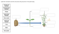 Label the meristems and the structures they become in the plant body.
Dormant root
meristem
Dormant shoot
meristem
Flower
Active shoot
meristem
Shoot system
Active root
meristem
Fruit
Stem
Root system
