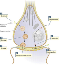 ### Neurotransmitter Lifecycle in Synaptic Transmission

This diagram illustrates the key stages in the lifecycle of neurotransmitters involved in synaptic transmission across a neuron.

1. **Synthesis**: 
   - Begins with precursor chemicals being converted into neurotransmitters inside the neuron.

2. **Storage**:
   - Once synthesized, the neurotransmitters are stored in small vesicles within the neuron.

3. **Release**:
   - When an action potential reaches the synaptic terminal, it triggers the release of neurotransmitters into the synaptic cleft.

4. **Receptor Interaction**:
   - Released neurotransmitters cross the synaptic cleft and bind to specific receptors on the postsynaptic neuron, initiating a response.

5. **Inactivation**:
   - To terminate the signal, neurotransmitters are either broken down or altered to stop their action.

6. **Reuptake**:
   - Neurotransmitters that do not bind to receptors are taken back into the presynaptic neuron for reuse or further processing.

7. **Degradation**:
   - Excess neurotransmitters in the synaptic cleft are degraded by enzymes.

This process is crucial for effective communication between neurons and is essential for numerous bodily functions and behaviors.