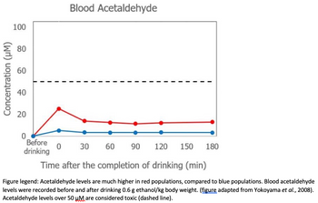 Concentration (HM)
100
80
60
40
20
Before
drinking
Blood Acetaldehyde
0 30
60 90
Time after the completion of drinking (min)
Figure legend: Acetaldehyde levels are much higher in red populations, compared to blue populations. Blood acetaldehyde
levels were recorded before and after drinking 0.6 g ethanol/kg body weight. (figure adapted from Yokoyama et al., 2008).
Acetaldehyde levels over 50 μM are considered toxic (dashed line).
120 150 180