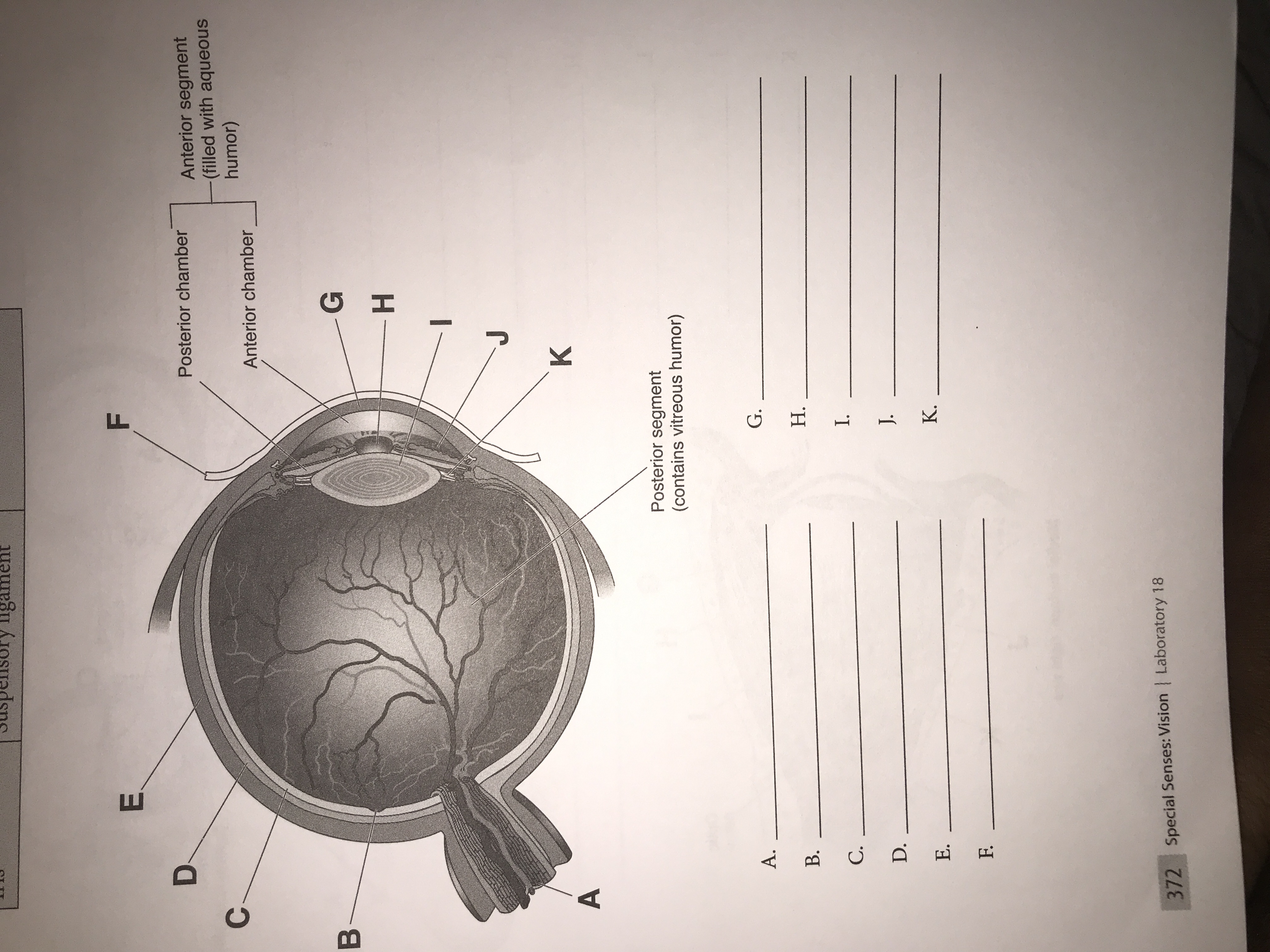 suspensory ligament sheep eye