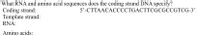 What RNA and amino acid sequences does the coding strand DNA specify?
Coding strand:
Template strand:
RNA:
5'-CTTAACACCCCTGACTTCGCGCCGTCG-3'
Amino acids:
