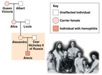 ## Hemophilia in the Royal Family: A Case Study

This educational case study illustrates the inheritance pattern of hemophilia within a segment of the royal family tree. 

### Key
- **Unaffected individual**: Represented by a white square (males) or circle (females).
- **Carrier female**: Represented by a light pink circle.
- **Individual with hemophilia**: Represented by a red square (males).

### Pedigree Analysis

1. **Queen Victoria** and **Albert**:
   - Queen Victoria is depicted as a carrier of hemophilia (light pink circle).
   - Albert is unaffected (white square).

2. **Alice** and **Louis**:
   - Their daughter, Alice, also a carrier (light pink circle).
   - Louis is unaffected (white square).

3. **Alexandra** and **Czar Nicholas II of Russia**:
   - Alexandra, a carrier (light pink circle), is the daughter of Alice and Louis.
   - Czar Nicholas II is unaffected (white square).
   - Their son, Alexis, is affected by hemophilia (red square).

### Historical Context

The family photograph below the pedigree chart includes prominent historical figures, illustrating the real-life impact of genetic inheritance.

### Understanding Inheritance Patterns

Hemophilia is an X-linked recessive disorder. Women, having two X chromosomes, can be carriers if only one X chromosome carries the allele for hemophilia. Men, having only one X chromosome, are affected if their single X chromosome carries the allele for hemophilia. This case study clearly shows the transmission of the hemophilia allele through carriers (females) and its manifestation in affected males.

### Conclusion

The inheritance pattern of hemophilia in this royal family is a classic example of X-linked recessive disorders, demonstrating how genetic conditions can be passed through generations and the importance of genetic carriers in these patterns.