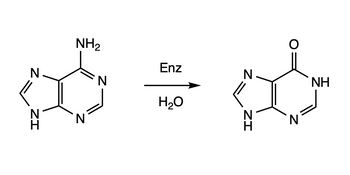 ZI
N
NH₂
N
Enz
H₂O
N
IZ
N
NH