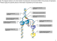 b. The diagram below is of a short stretch of prokaryotic chromosomal DNA in the process of replication.
Please supply the specific pieces of information requested by the boxes below.
1. What enzyme relaxes the
supercoils?
2. What enzyme unwinds the DNA?
7. What does this arrow
represent?
3. What enzyme synthesizes the
RNA primer
8. Why should this single-stranded
portion be stabilized?
4. What is this short segment of
DNA called?
9. What enzyme synthesizes this
long DNA segment?
5. What enzyme removes the RNA
primer and replaces it with DNA?
10. Is this the leading or the
lagging side?
6. What enzyme joins the short
segments of DNA together?
3
