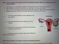 Part II: Use the diagram at the right to answer the following questions. Match each statement with the
correct question.
a. Cell damage is not recognized resulting in overproduction of cells in the ovary with cancer.
b. Cells undergo the process of cell division at a rapid rate in the ovary with cancer
c. When cells come into close proximity of each other they continue to divide in the ovary with cancer.
d. Mutated sequences of DNA do not prohibit cell division in the ovary with cancer.
1. How does contact inhibition function differently in the
Ovarian Cancer
two ovaries?
2. How does apoptosis function differently in the two
ovaries?
uer
normal evary
3. How do tumor suppressors like p53 function differently
in the two ovaries above?
overy with cancer
4. How does mitosis and growth rates function differently
in the two ovaries above?
Part III: Use the diagram at the fight to answer the following questions.
The diagram displays different genetic mutations that can occur after prolonged exposure to radiation.
