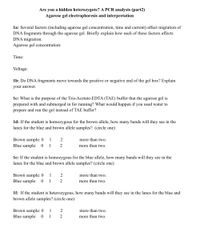 Are you a hidden heterozygote? A PCR analysis (part2)
Agarose gel electrophoresis and interpretation
la: Several factors (including agarose gel concentration, time and current) affect migration of
DNA fragments through the agarose gel. Briefly explain how each of these factors affects
DNA migration.
Agarose gel concentration:
Time:
Voltage:
1b: Do DNA fragments move towards the positive or negative end of the gel box? Explain
your answer.
1c: What is the purpose of the Tris-Acetate-EDTA (TAE) buffer that the agarose gel is
prepared with and submerged in for running? What would happen if you used water to
prepare and run the gel instead of TAE buffer?
1d: If the student is homozygous for the brown allele, how many bands will they see in the
lanes for the blue and brown allele samples? (circle one)
Brown sample: 0
Blue sample:
1
2
more than two.
1
2
more than two.
le: If the student is homozygous for the blue allele, how many bands will they see in the
lanes for the blue and brown allele samples? (circle one)
Brown sample: 0
Blue sample: 0
1
2
more than two.
1
2
more than two.
1f: If the student is heterozygous, how many bands will they see in the lanes for the blue and
brown allele samples? (circle one)
Brown sample: 0
1
more than two.
Blue sample: 0
1
more than two.

