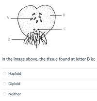 A
C
In the image above, the tissue found at letter B is;
Нaploid
Diploid
Neither
B.
