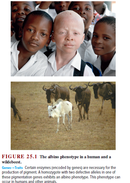 FIGURE 25.1 The albino phenotype in a human and a
wildebeest.
Genes-Traits Certain enzymes (encoded by genes) are necessary for the
production of pigment. A homozygote with two defective alleles in one of
these pigmentation genes exhibits an albino phenotype. This phenotype can
occur in humans and other animals.
