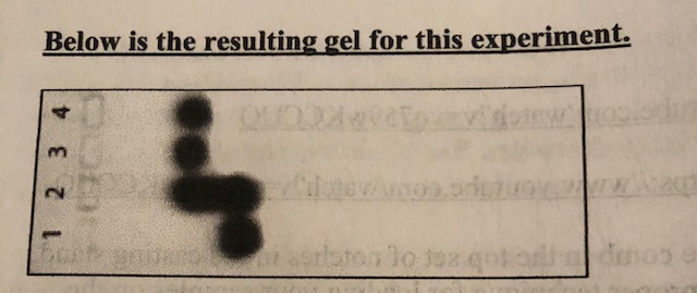 Below is the resulting gel for this experiment.
QUO
strloton lo toz qutoi deno
1 2 3 4
