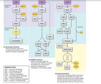 G6P
G6P
G6P
OXIDATIVE
NADPH
(NADPH
co,
2 (NADPH
PHASE
6PG
6PG
RUSP
NADPH
NADPH
F6P
GAP
co,
RUSP
RUSP
FBP
Glycolysis
NONOXIDATIVE
PHASE
DHAP
GAP
R5P
2 (ATP
G6P
Nucleotides
Pyruvate
GAP
F6P
co,
(a) Nucleotide synthesis.
When the primary need is for
nucleotide biosynthesis, the primary
product is ribose-5-phosphate.
Acetyl-CaA
DHAP
FBP
Citric
acid
cycle
(b) NADPH synthesis.
When the primary need is for
reducing power (NADPH), fructose
FADH
co,
phosphates are reconverted to
glucose-6-phosphate for
reaxidation in the oxidative phase.
(NADH
ABBREVIATIONS
G6P = glucose-6-phosphate
6PG = 6-phosphogluconate
RSP = ribose-5-phosphate
RUSP - ribulose-5-phosphate
GAP = glyceraldehyde-3-phosphate
F6P = fructose-6-phosphate
DHAP = dihydroxyacetone phosphate
FBP = fructose-1,6-bisphosphate
(b) Energy generation.
When only moderate quantities of pentose
phosphates and NADPH are needed, the
pathway can also be used to supply energy,
with the reaction products being oxidized
through glycolysis and the citric acid cycle.
