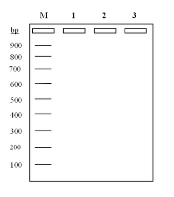 g
bp
900
800
M 1
2 3
700
600
500
400
300
200
100