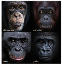 Answered: chimpanzee orangutan bonobo gorilla | bartleby