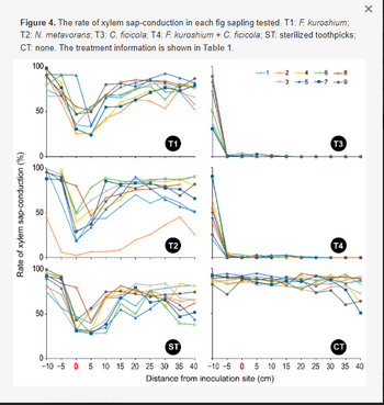 Figure 4. The rate of xylem sap-conduction in each fig sapling tested. T1: F. kuroshium;
T2: N. metavorans; T3: C. ficicola; T4: F. kuroshium + C. ficicola; ST: sterilized toothpicks;
CT: none. The treatment information is shown in Table 1.
100
Rate of xylem sap-conduction (%)
50-
100
100
50-
0
-10 -5 0
31
T1
T2
--2 468
357-9
T3
T4
X
ST
CT
10 15 20 25 30 35 40 -10 -5 0 5 10 15 20 25 30 35 40
Distance from inoculation site (cm)