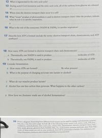 12 What is regenerated in the citric acid cycle?
13 During acetyl-CoA formation and the citric acid cycle, all of the carbons from glucose are released
as
14 Where does the electron transport chain occur in a cell?
15 What "waste" product of photosynthesis is used in electron transport chain? After the product, indicate
what its role is in aerobic respiration.
16 What is the role of the coenzymes (NADH & FADH;) in aerobic respiration?
17 Describe how ATP is formed (include the terms: electron transport chain, chemiosmosis, and ATP
synthase)?
18 How many ATPS are formed in electron transport chain and chemiosmosis?
a Theoretically, one NADH is used to produce
molecules of ATP.
b Theoretically, one FADH, is used to produce
molecules of ATP.
19 Consider fermentation.
a How many ATPS are formed?
By what process?
b What is the purpose of changing pyruvate into lactate or alcohol?
c When do our muscles produce lactate?
d Alcohol has one less carbon than pyruvate. What happens to the other carbon?
e How have we (humans) made use of alcohol fermentation?
20 Draw a diagram illustrating how different food sources can be used for energy (carbohydrates, proteins,
fats, etc.). Use this entire page. Include all of the following terms: acetyl CoA, amino acids, ATP, beta
oxidation, carbohydrates, citric acid cycle, citrate, CO,, deamination, electron transport chain, fats,
fatty acids, glucose, glycerol, H,0, NADH, NH,,O, oxaloacetate, proteins, pyruvate, urea. Note that
some of these terms are not in your textbook, but will be presented in lecture. For assistance, see:
http://chemistry.elmhurst.edu/vchembook/640reviewmetab.html
