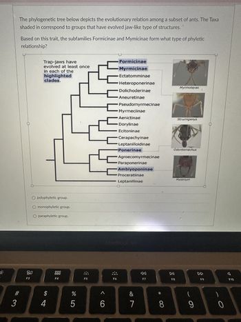 The phylogenetic tree below depicts the evolutionary relation among a subset of ants. The Taxa
shaded in correspond to groups that have evolved jaw-like type of structures.
Based on this trait, the subfamilies Formicinae and Mymicinae form what type of phyletic
relationship?
#
Trap-jaws have
evolved at least once
in each of the
highlighted
clades.
O polyphyletic group.
monophyletic group.
O paraphyletic group.
80
F3
000
000
F4
$
%
F5
5
C
C
F6
Formicinae
Myrmicinae
Ectatomminae
Heteroponerinae
Dolichoderinae
Aneuretinae
Pseudomyrmecinae
Myrmeciinae
Aenictinae
Dorylinae
Ecitoninae
Cerapachyinae
Leptanilloidinae
Ponerinae
Agroecomyrmecinae
Paraponerinae
Amblyoponinae
Proceratiinae
Leptanillinae
&
◄◄
F7
7
3486689
Myrmoteras
DII
F8
Strumigenys
Odontomachus
Mystrium
DD
(
F9
0
B
F10