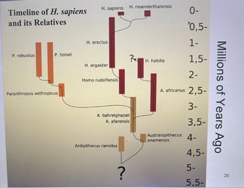 Timeline of H. sapiens
and its Relatives
P. robustus
P. boisei
Paranthropus aethiopicus
H. sapiens
H. erectus
H. ergaster
Homo rudolfensis
A. bahrelghazali
A. afarensis
Ardipithecus ramidus
H. neanderthalensis
?
?
0-
0,5-
1-
1,5-
2-
A. africanus 2,5-
3-
3,5-
H. habilis
Australopithecus 4-
anamensis
4,5-
5-
5,5-
Millions of Years Ago
20