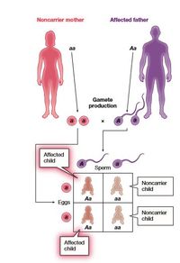 Noncarrior mother
Affected fathor
aa
Aa
Gamete
production
Affected
child
Sperm
Noncarrier
child
Aa
aa
Eggs
Noncarrier
child
Aa
aa
Affected
child
