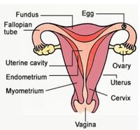 Fundus
Egg
Fallopian
tube
Uterine cavity
Ovary
Endometrium
Uterus
Myometrium
Cervix
Vagina
