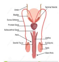 Seminal Vesicle
Ureter
Bladder
Ductus Deferens
Prostate Gland
Bulbourethral Gland
Penis
Urethra
Erectile Tissue
Epididymis
Testis
Glans Penis
