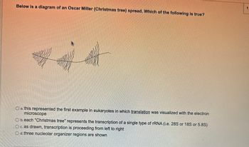 Below is a diagram of an Oscar Miller (Christmas tree) spread. Which of the following is true?
Wy
O a. this represented the first example in eukaryotes in which translation was visualized with the electron
microscope
O b. each "Christmas tree" represents the transcription of a single type of rRNA (i.e. 28S or 18S or 5.8S)
O c. as drawn, transcription is proceeding from left to right
Od.three nucleolar organizer regions are shown
1