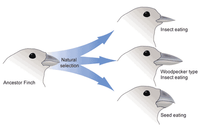 The image depicts the concept of natural selection as it pertains to the evolution of finches. It illustrates the diversification of finch species from a common ancestor. The diagram includes three finch variations:

1. **Ancestor Finch**: This is the original finch species from which new species evolved.

2. **Insect Eating Finch**: This finch has evolved a beak suitable for feeding on insects.

3. **Woodpecker Type Insect Eating Finch**: This finch has a specialized beak for a more woodpecker-like approach to eating insects.

4. **Seed Eating Finch**: This finch has a beak adapted for feeding on seeds.

Arrows labeled "Natural selection" indicate the evolutionary process leading to these adaptations. Each arrow points from the ancestor finch to one of the evolved forms, signifying how specific dietary needs led to the development of different beak types.