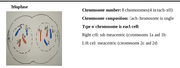 Telophase
Chromosome number: 8 chromosomes (4 in each cell)
Chromosome composition: Each chromosome is single
Type of chromosome in each cell:
Right cell: sub metacentric (chromosome la and 1b)
Left cell: metacentric (chromosome 2c and 2d)
