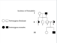 Incidence of Henmophilia
I
1
2
O homozygous dominant
II
1 2 3
4
homozygous recessive
III
