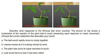 UntouhedLeaves
Describe what happened to the Mimosa leaf when touched. The picture on top shows a
screenshot of the reaction of the plant leaf to touch presenting rapid response or nastic movement.
Choose the correct statement that describes your result..
a. The leaf would rapidly move to clump together.
b. Leaves moves as if it is being moved by wind.
c. The plant dies since its hyper sensitive to touch.
d. Leaf would bend to look it has been wilted
