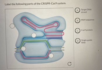 Label the following parts of the CRISPR-Cas 9 system.
C
A
B
C
D
Target DNA
strand
PAM sequence
Cas9 protein
Single-guide
RNA