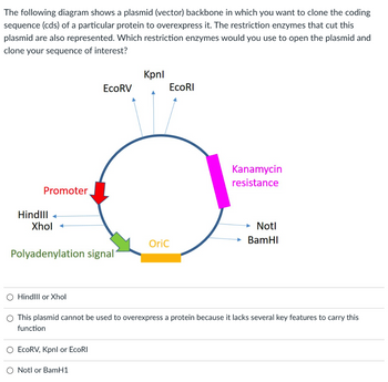 The following diagram shows a plasmid (vector) backbone in which you want to clone the coding
sequence (cds) of a particular protein to overexpress it. The restriction enzymes that cut this
plasmid are also represented. Which restriction enzymes would you use to open the plasmid and
clone your sequence of interest?
Promoter
HindlII+
Xhol +
Polyadenylation signal
O Hindill or Xhol
EcoRV
O EcoRV, Kpnl or EcoRI
O Notl or BamH1
Kpnl
A
EcoRI
Oric
Kanamycin
resistance
O This plasmid cannot be used to overexpress a protein because it lacks several key features to carry this
function
→ Notl
→ BamHI